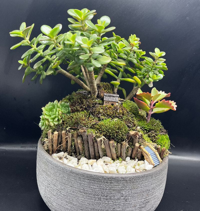 MIDORI MINICHUA
